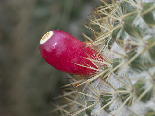 Mammillaria columbiana