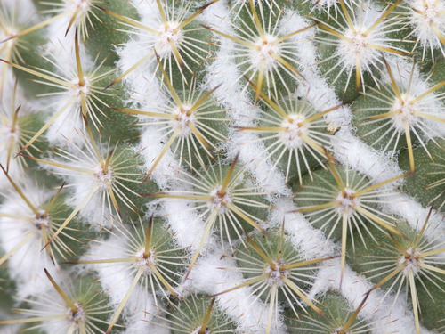 Mammillaria columbiana