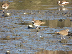 Charadrius vociferus