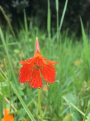 Tropaeolum smithii