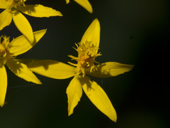 Epidendrum aura-usecheae