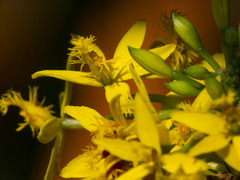 Epidendrum aura-usecheae