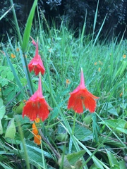 Tropaeolum smithii
