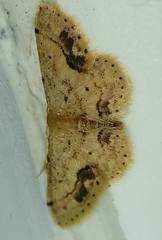 Idaea chotaria