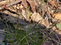 Carex albicans