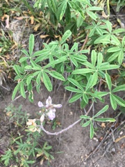 Lupinus argenteus rubricaulis