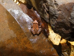 Diasporus