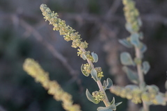 Atriplex glauca