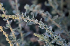 Atriplex glauca