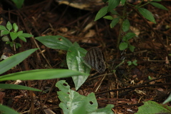 Magneuptychia
