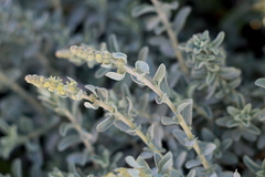 Atriplex glauca