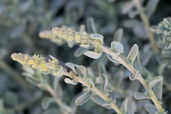 Atriplex glauca