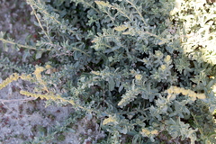 Atriplex glauca