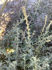 Atriplex glauca