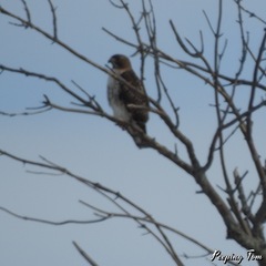 Buteo jamaicensis