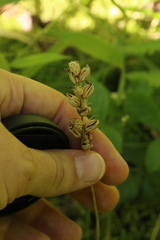 Platanthera clavellata