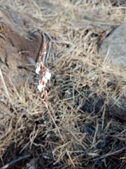 Schiedeella transversalis