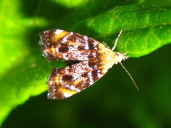 Prochoreutis hadrogastra
