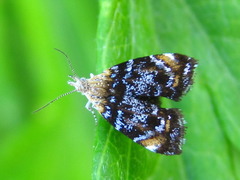 Prochoreutis hadrogastra