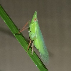 Rhynchomitra recurva