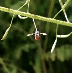 Paragus haemorrhous