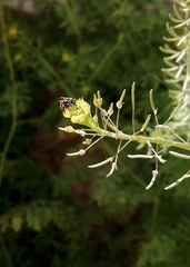 Paragus haemorrhous
