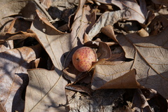 Atrusca quercuscentricola
