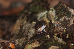 Anomaloglossus stepheni