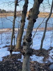 Neonectria ditissima