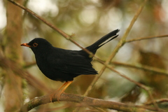 Turdus serranus