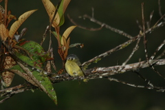 Phyllomyias cinereiceps