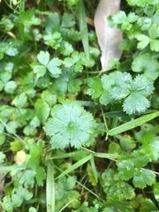 Hydrocotyle tripartita