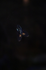 Cyanopepla submacula