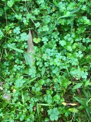 Hydrocotyle tripartita