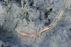 Abarenicola pacifica