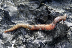 Abarenicola pacifica