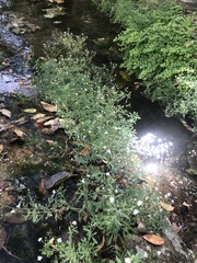 Stevia trifida