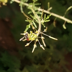 Paragus haemorrhous