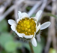 Bellis annua microcephala