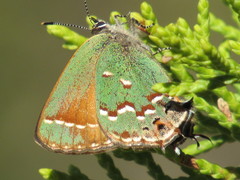 Callophrys gryneus castalis