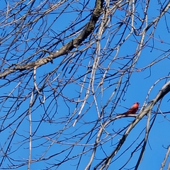 Cardinalis cardinalis
