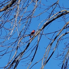 Cardinalis cardinalis