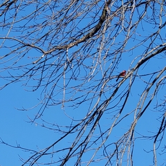 Cardinalis cardinalis