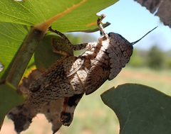 Asoramea erythroptera