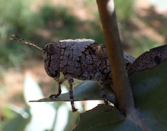 Asoramea erythroptera