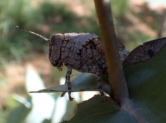 Asoramea erythroptera