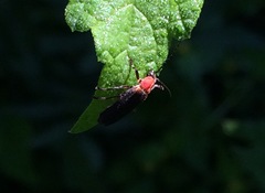 Silinae