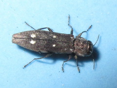 Agrilus sospes