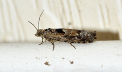 Pseudexentera hodsoni