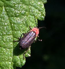 Silinae